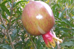 d7
